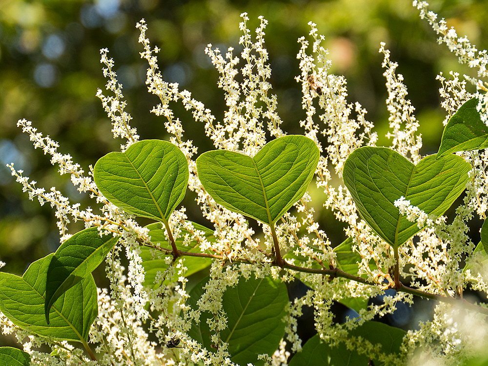 zur &Uuml;bersicht Herzen 4