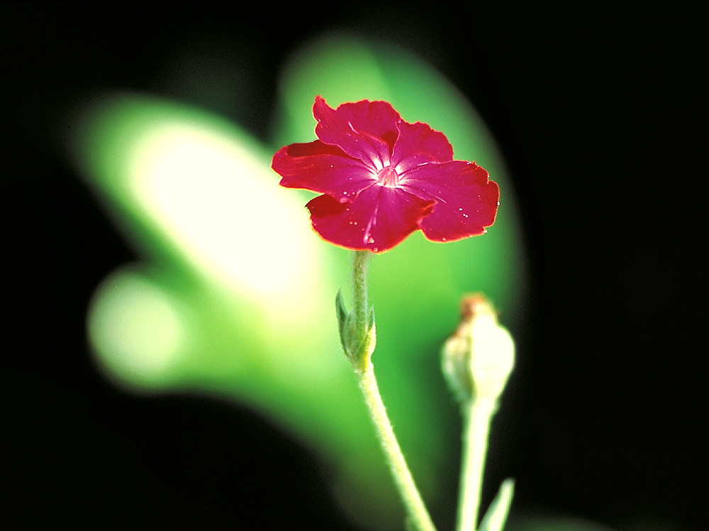 zur &Uuml;bersicht Herzen 4