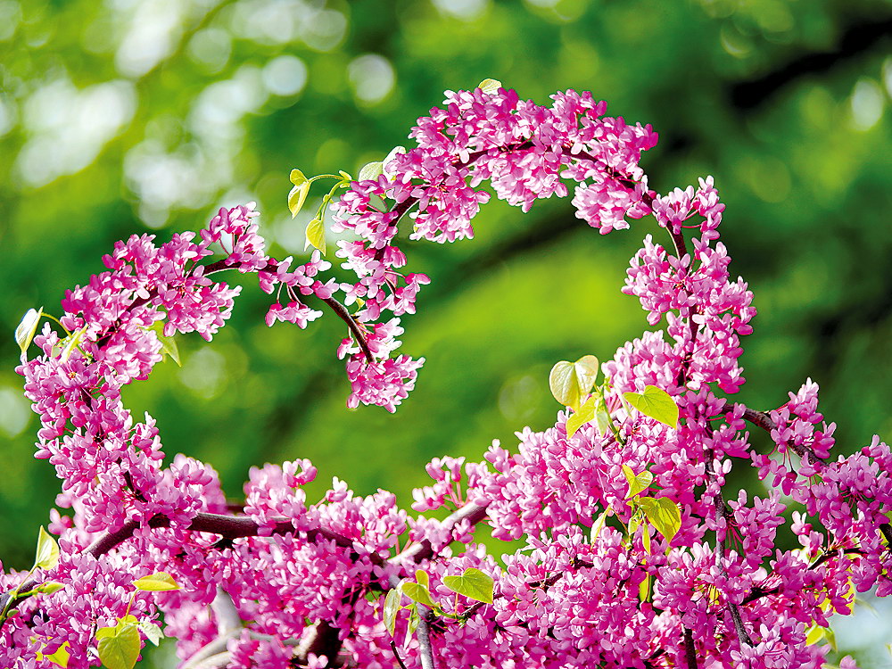 zur &Uuml;bersicht Herzen 4