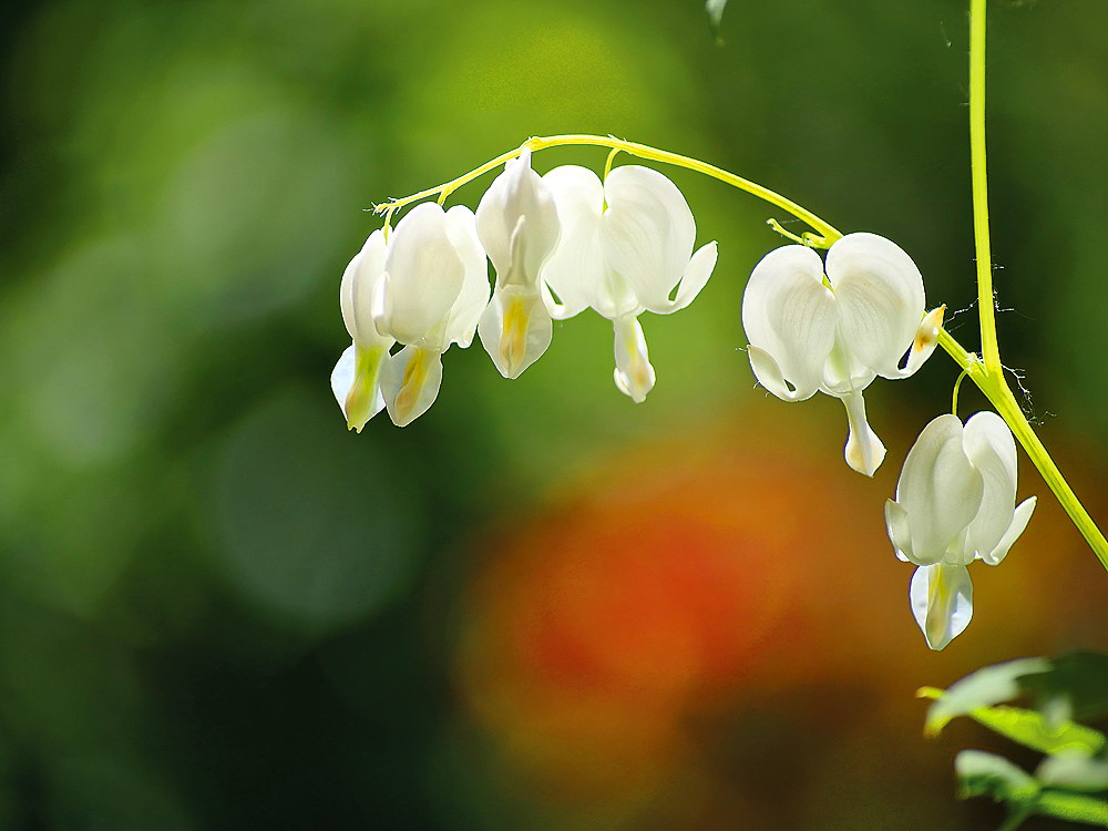 zur &Uuml;bersicht Herzen 4
