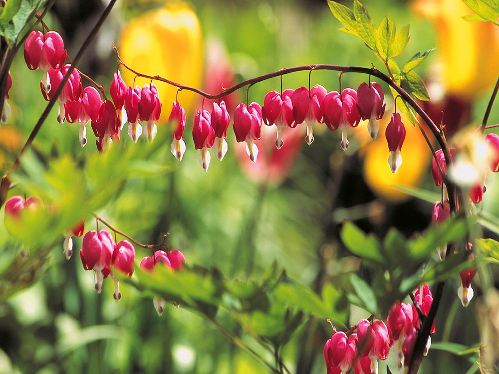 zur &Uuml;bersicht Herzen 5