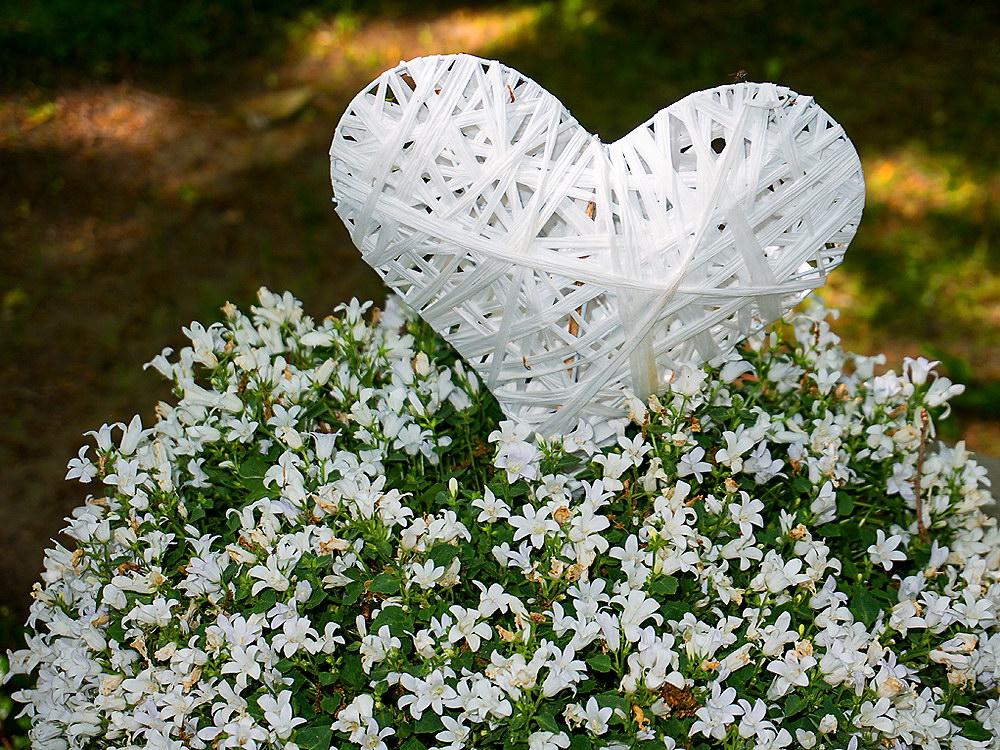 zur &Uuml;bersicht Herzen 5