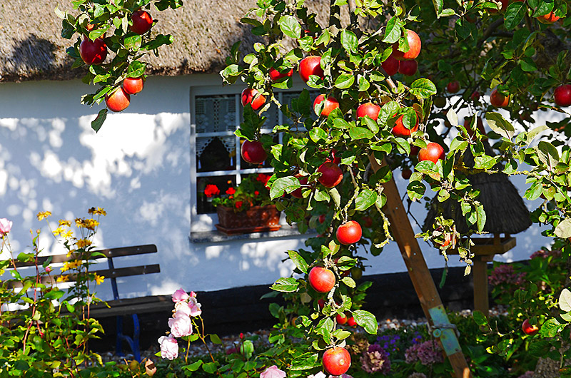 zur &Uuml;bersicht Idyllische Pl&auml;tzchen 5