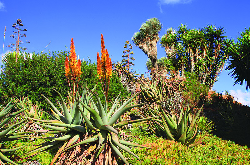 zur &Uuml;bersicht Fuerteventura