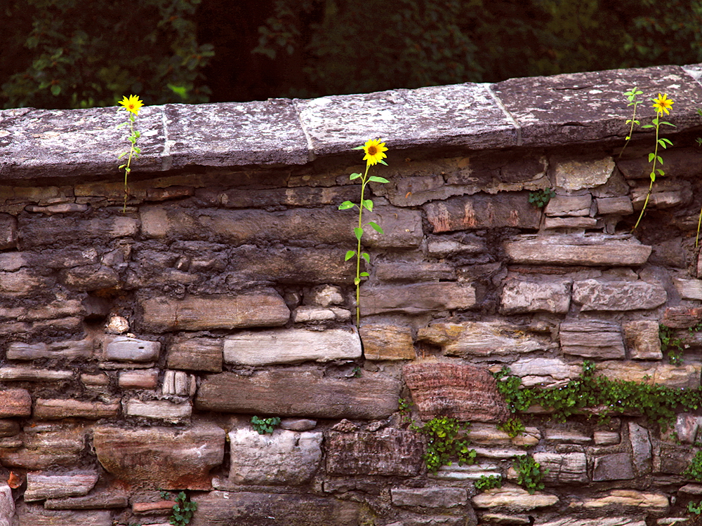 zur &Uuml;bersicht Lebensr&auml;ume 4