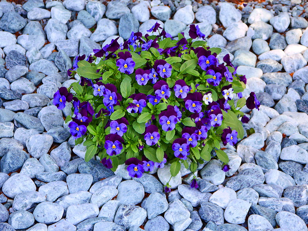 zur &Uuml;bersicht Lebensr&auml;ume 4