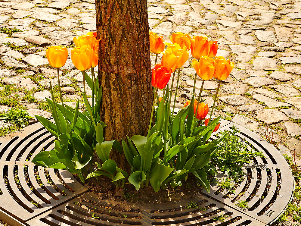 zur &Uuml;bersicht Lebensr&auml;ume 5