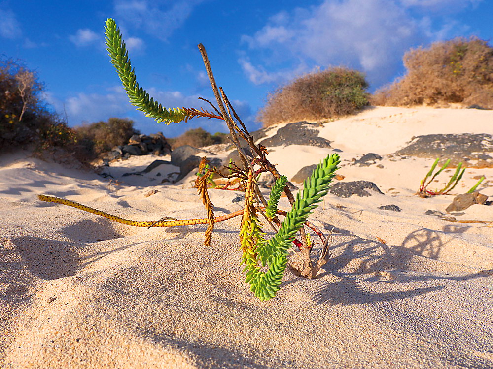 zur &Uuml;bersicht Lebensr&auml;ume 6