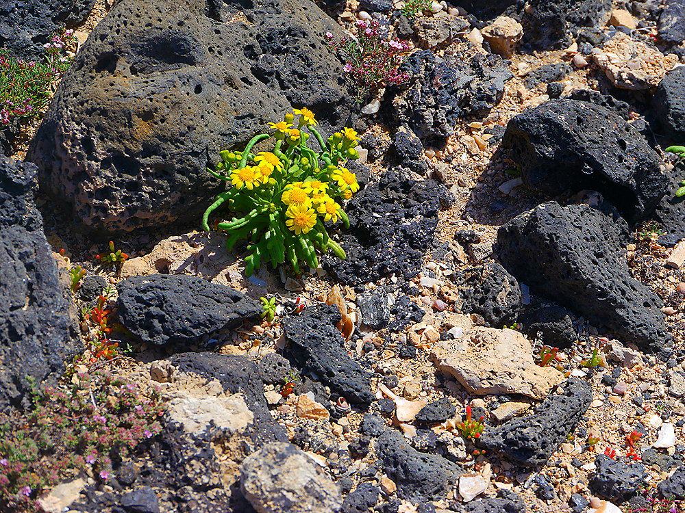 zur &Uuml;bersicht Lebensr&auml;ume 7