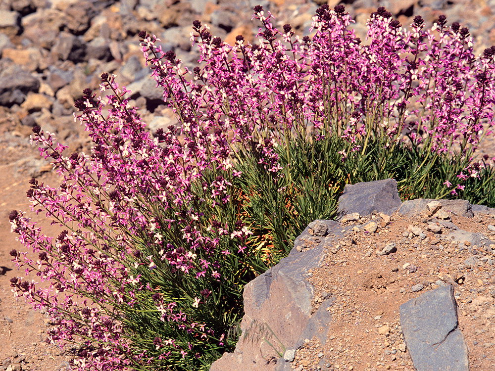 zur &Uuml;bersicht Lebensr&auml;ume 7