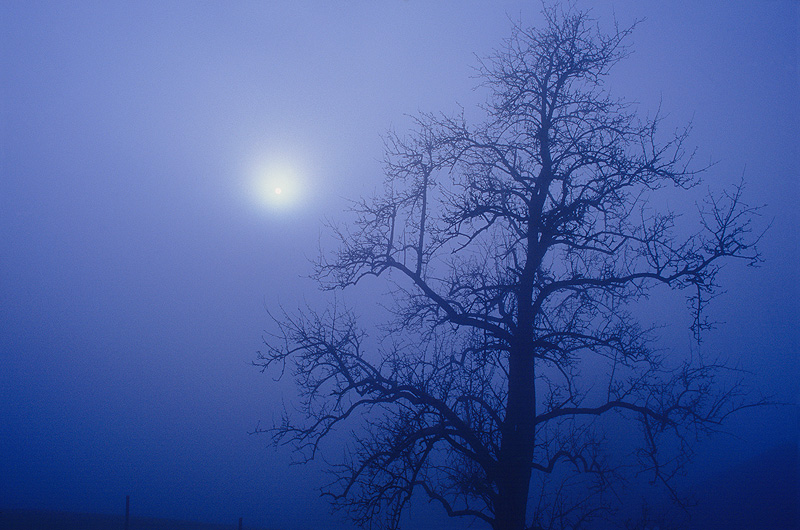 zur &Uuml;bersicht Nebel 5