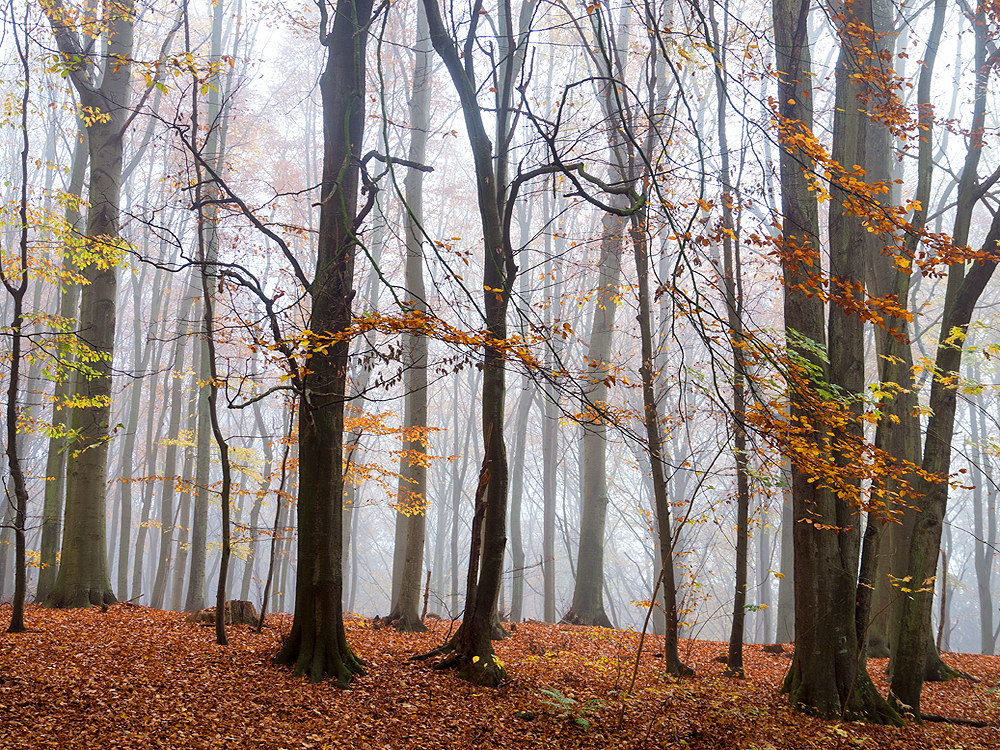 zur &Uuml;bersicht Nebel 6