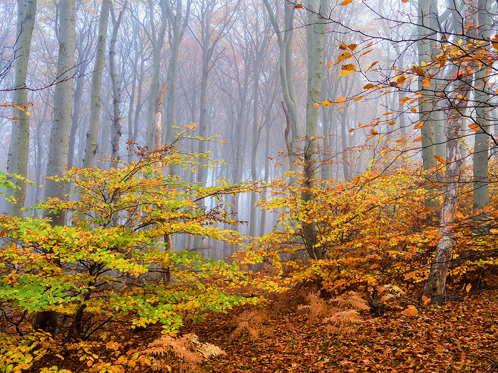 zur &Uuml;bersicht Nebel 6