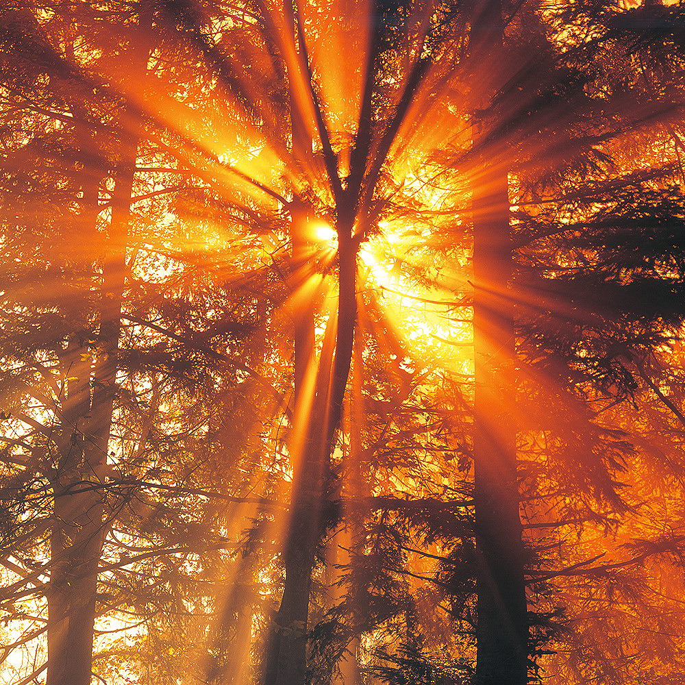 zur &Uuml;bersicht Nebel 7