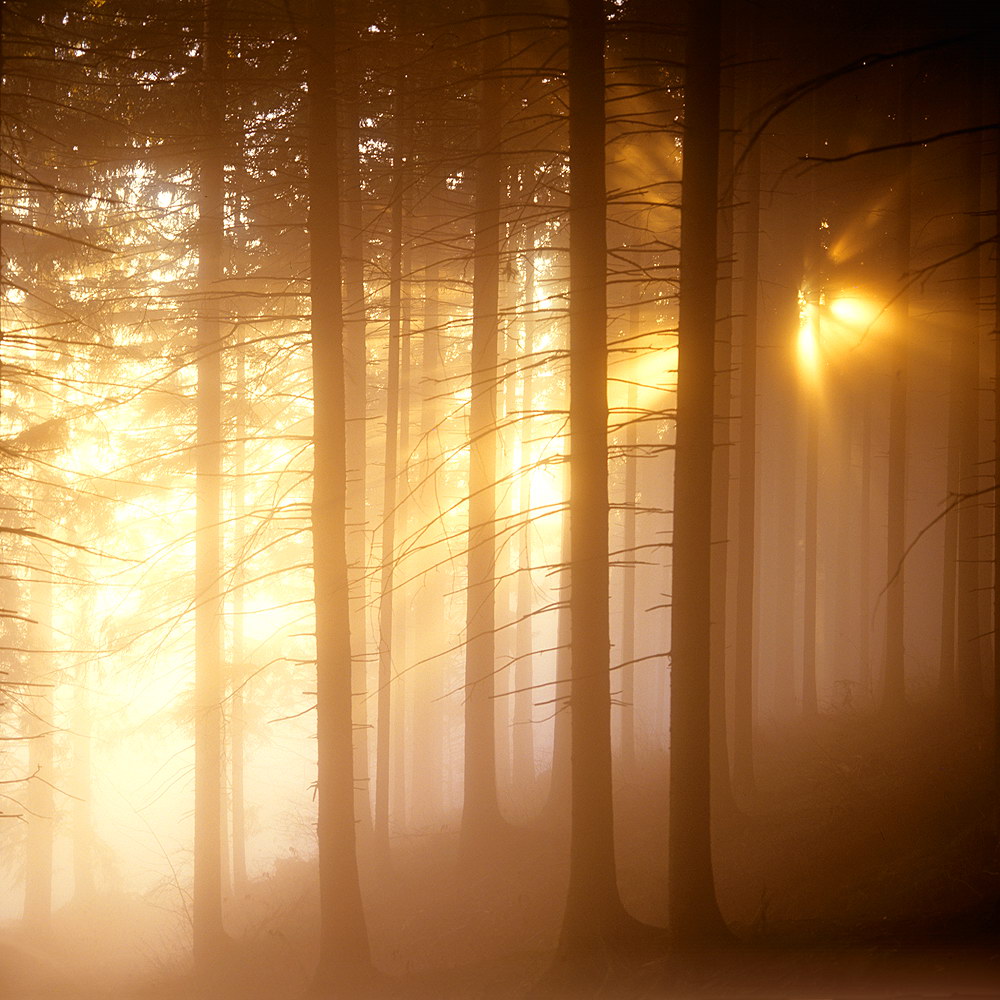 zur &Uuml;bersicht Nebel 7