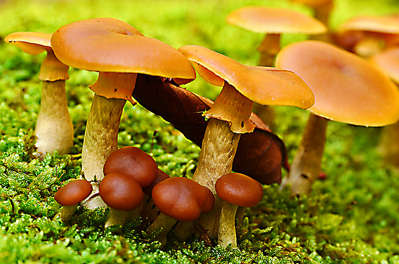 zur &Uuml;bersicht Pilze 5