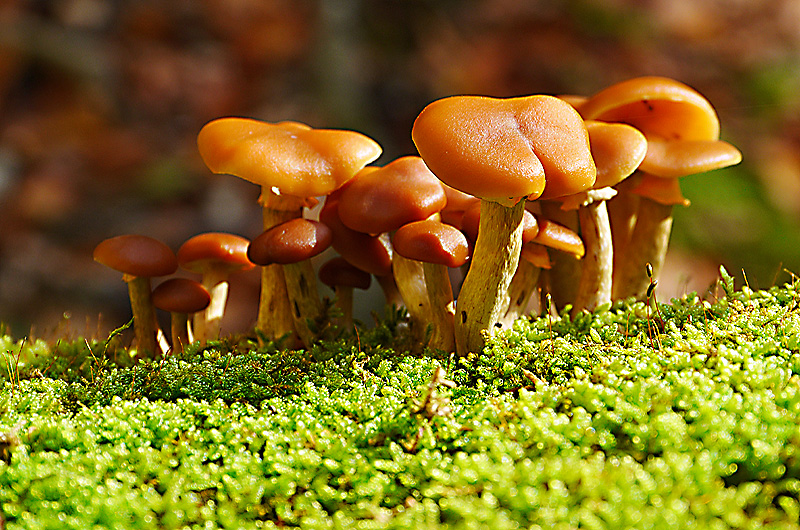 zur &Uuml;bersicht Pilze 5