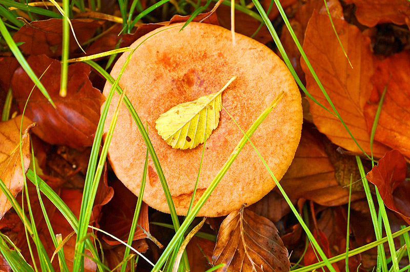 zur &Uuml;bersicht Pilze 5