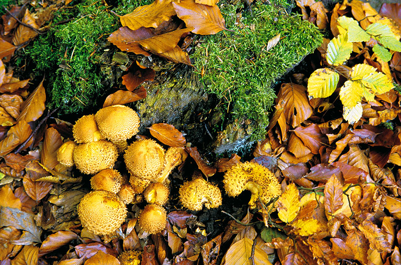 zur &Uuml;bersicht Pilze 5