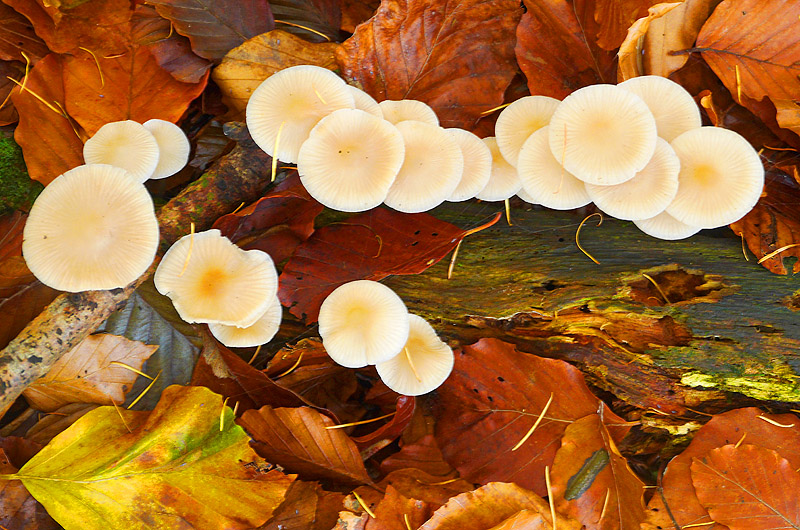 zur &Uuml;bersicht Pilze 5