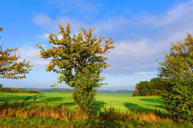 zur &Uuml;bersicht R&uuml;gen 3