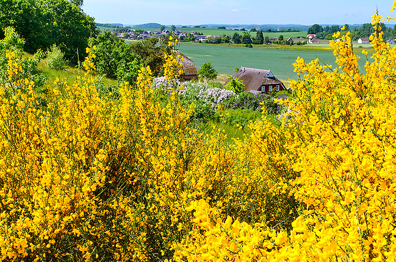 zur &Uuml;bersicht R&uuml;gen 4