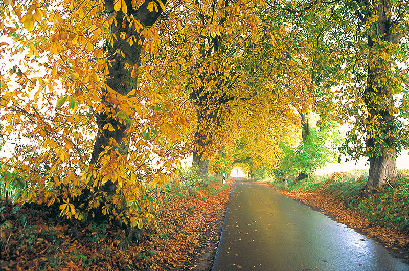 zur &Uuml;bersicht R&uuml;gen 4