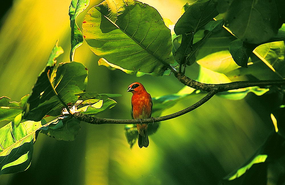 zur &Uuml;bersicht Seychellen 2