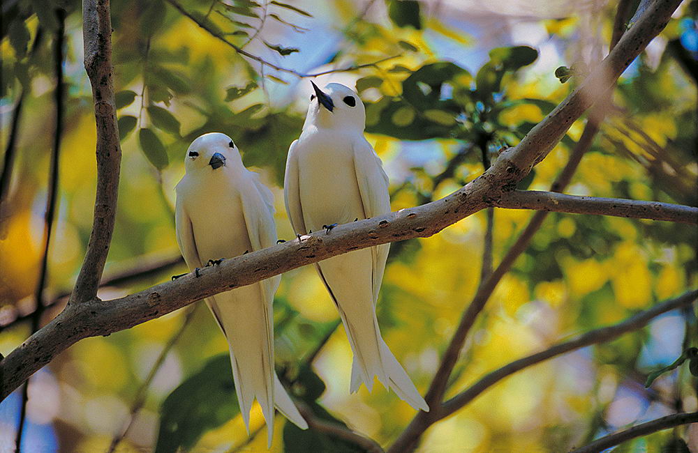 zur &Uuml;bersicht Seychellen 2