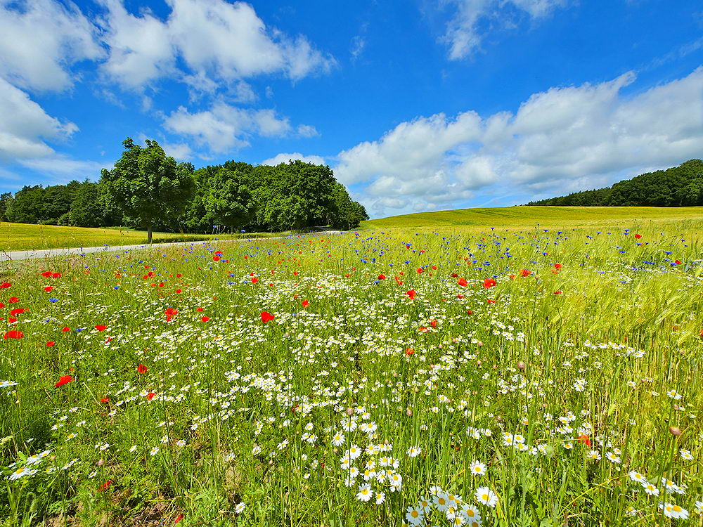 zur &Uuml;bersicht Sommer 3