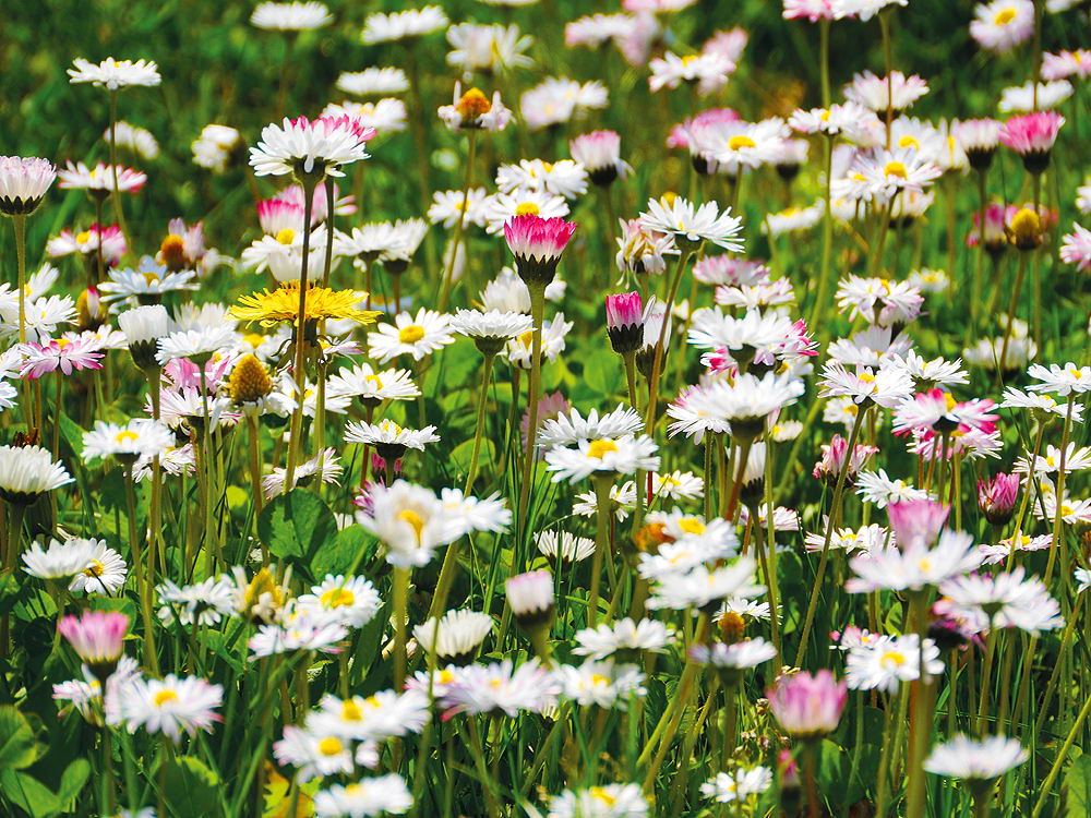 zur &Uuml;bersicht Sommer 3