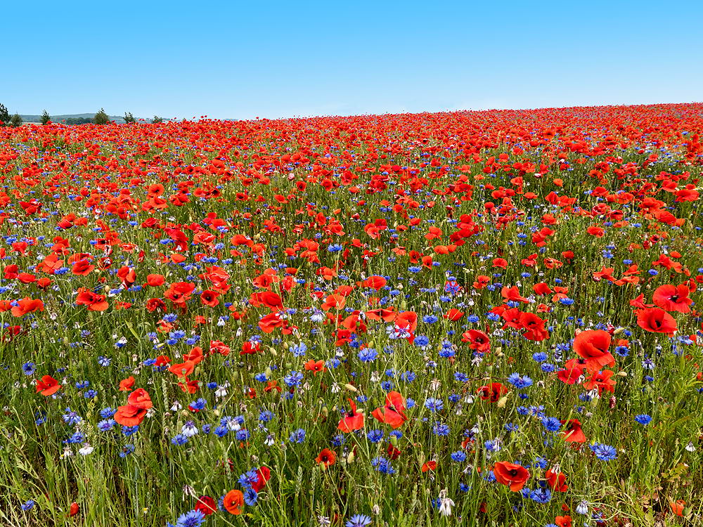 zur &Uuml;bersicht Sommer 3