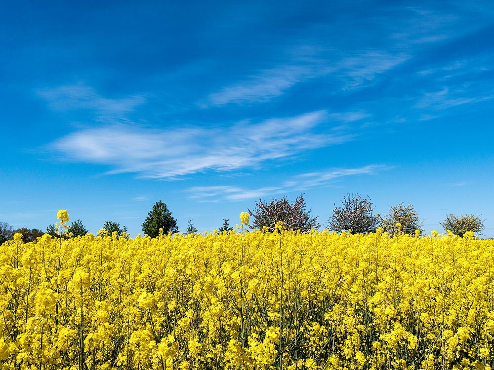 zur &Uuml;bersicht Sommer 4