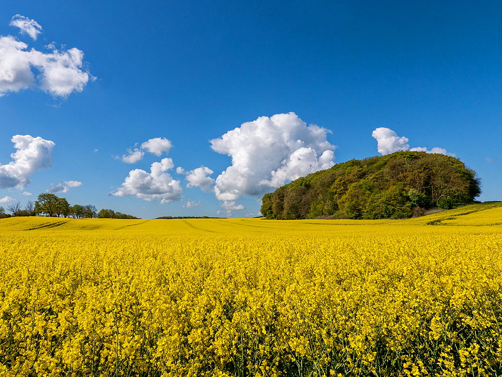 zur &Uuml;bersicht Sommer 4