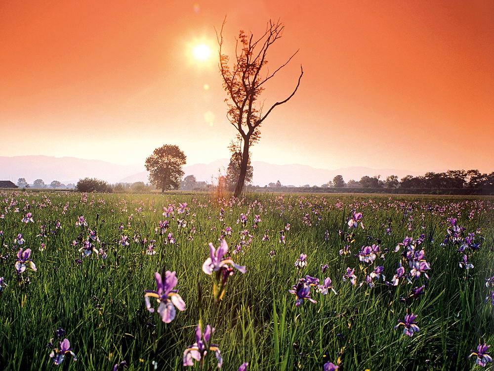 zur &Uuml;bersicht Sommer 4