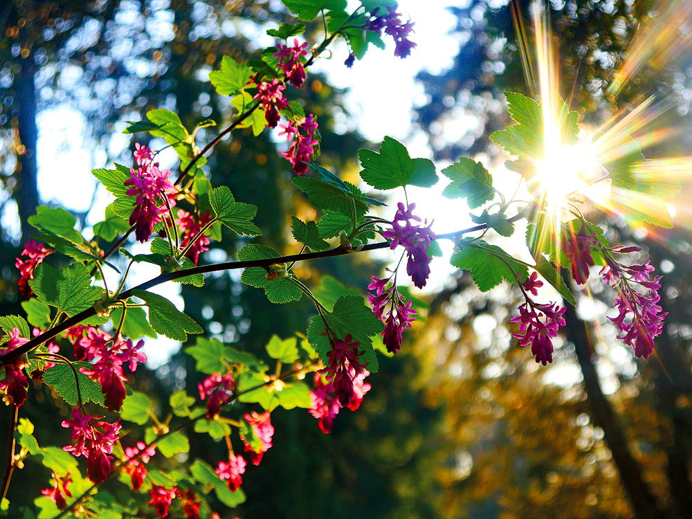 zur &Uuml;bersicht Sonnen-Symphonien 7