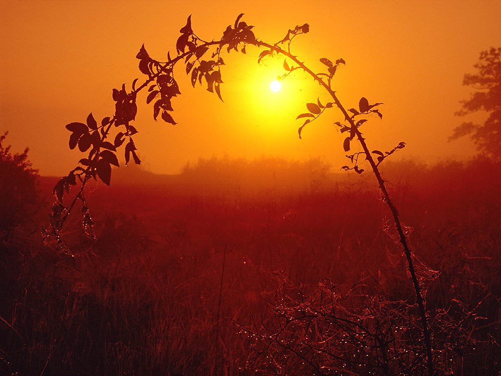 zur &Uuml;bersicht Sonnen-Symphonien 8