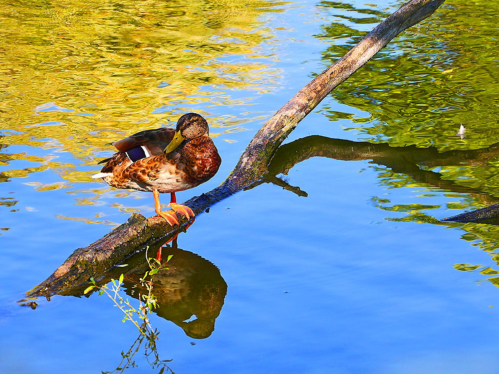 zur &Uuml;bersicht Spiegelbilder 2