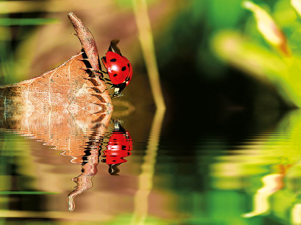 zur &Uuml;bersicht Spiegelbilder 3