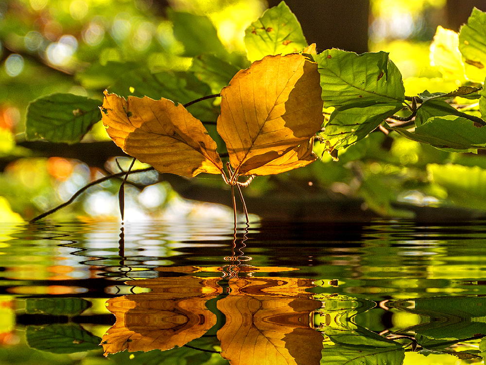 zur &Uuml;bersicht Spiegelbilder 3