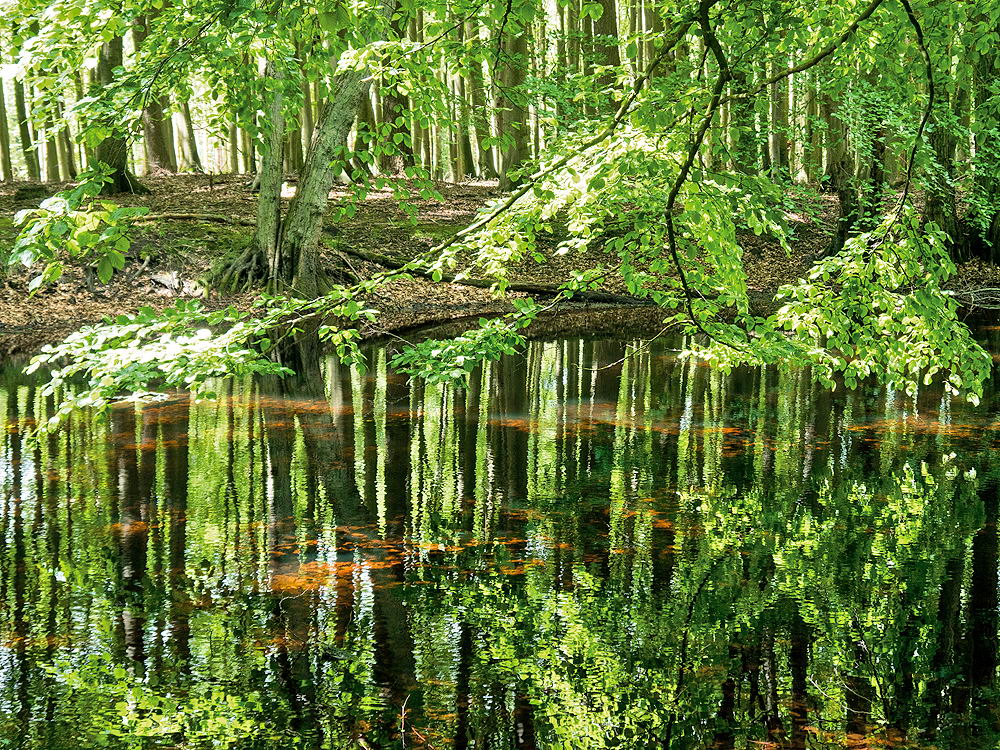zur &Uuml;bersicht Spiegelbilder 3