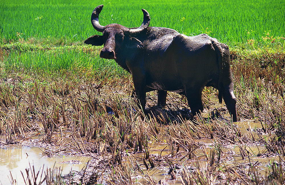 zur &Uuml;bersicht Sri Lanka 2