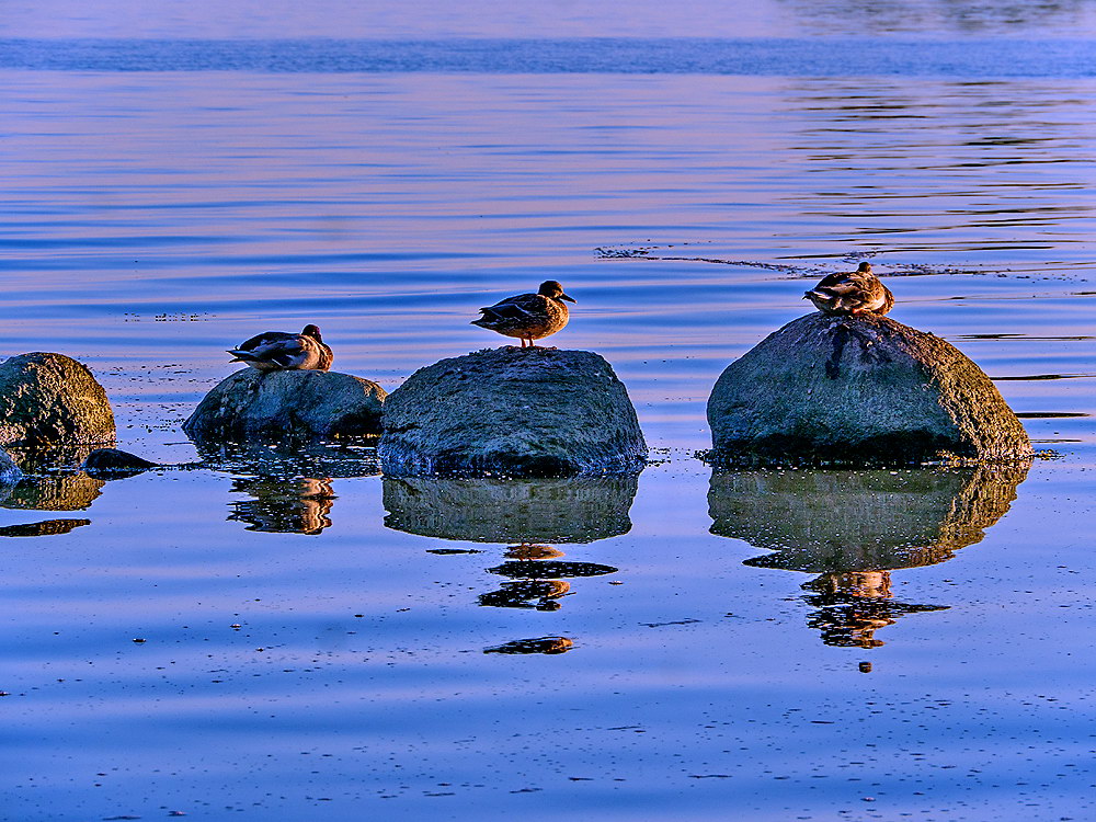 zur &Uuml;bersicht Steine 7