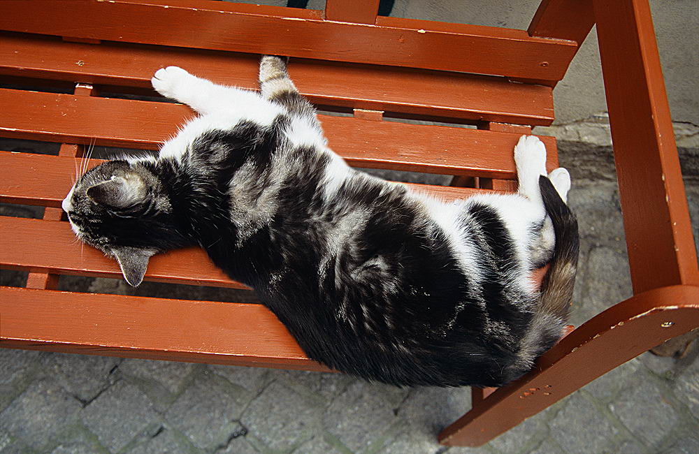 zur &Uuml;bersicht Katzen 2