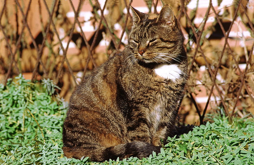 zur &Uuml;bersicht Katzen 2