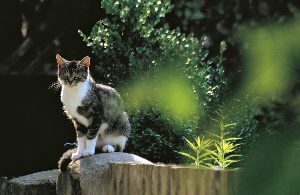 zur &Uuml;bersicht Katzen 2