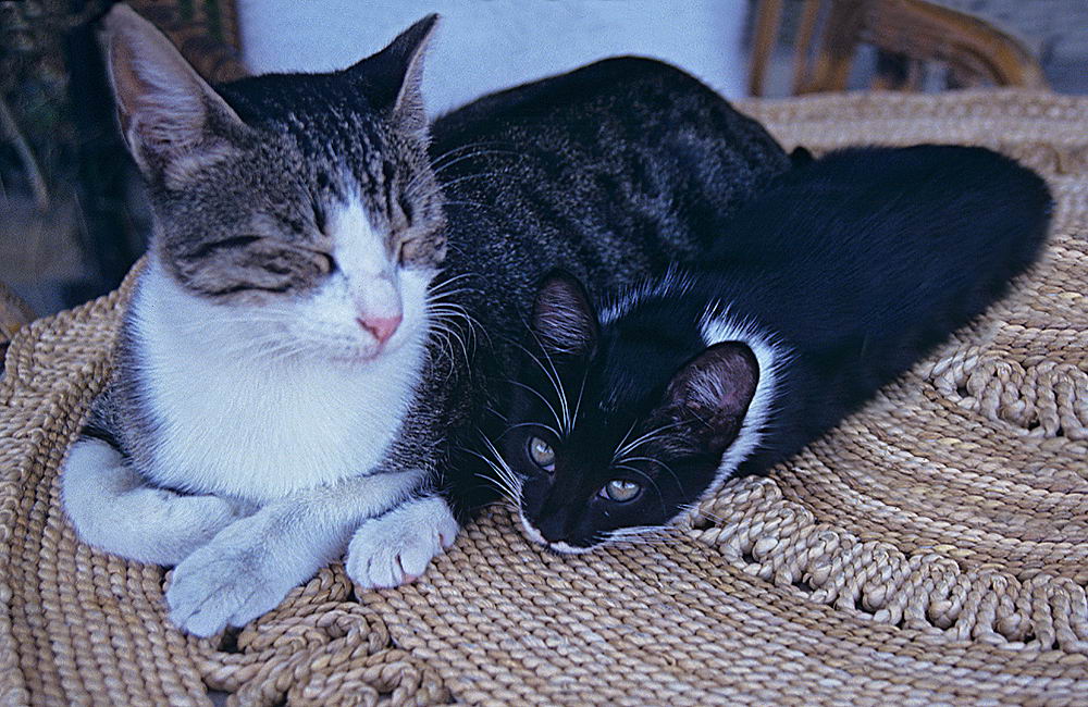 zur &Uuml;bersicht Katzen 2