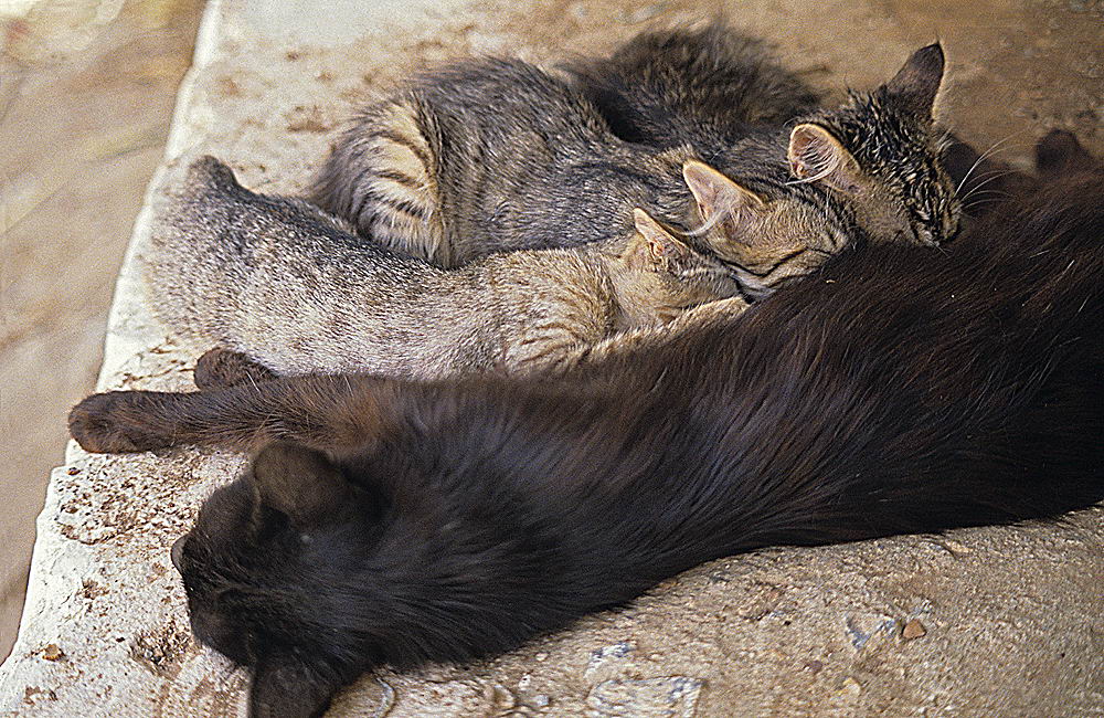 zur &Uuml;bersicht Katzen 2