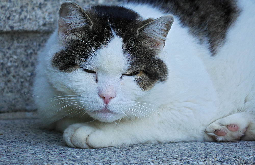 zur &Uuml;bersicht Katzen 2