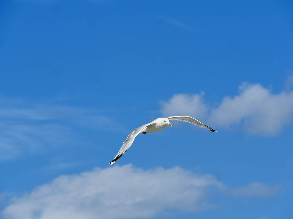 zur &Uuml;bersicht M&ouml;wen 2